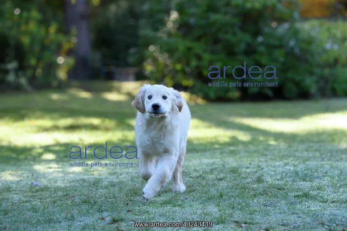 : DOG. Golden Retriever puppy ( 12 weeks old ) running : DOG. Golden Retriever puppy ( 12 weeks old ) running