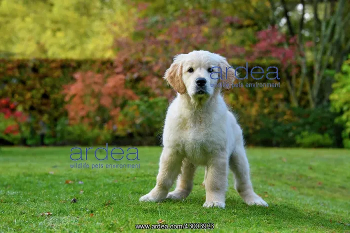 : DOG. Golden Retriever puppy ( 12 weeks old ) sitting : DOG. Golden Retriever puppy ( 12 weeks old ) sitting