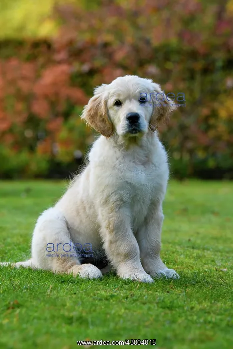 : DOG. Golden Retriever puppy ( 12 weeks old ) sitting : DOG. Golden Retriever puppy ( 12 weeks old ) sitting