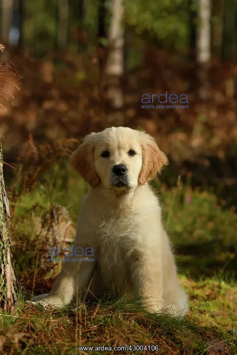 : DOG. Golden Retriever puppy ( 12 weeks old ) sitting : DOG. Golden Retriever puppy ( 12 weeks old ) sitting
