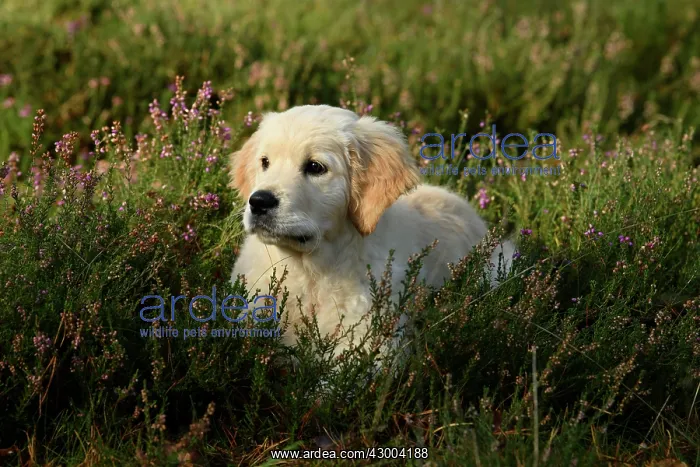 : DOG. Golden Retriever puppy ( 12 weeks old ) sitting : DOG. Golden Retriever puppy ( 12 weeks old ) sitting