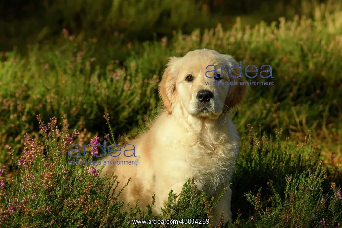 : DOG. Golden Retriever puppy ( 12 weeks old ) sitting : DOG. Golden Retriever puppy ( 12 weeks old ) sitting