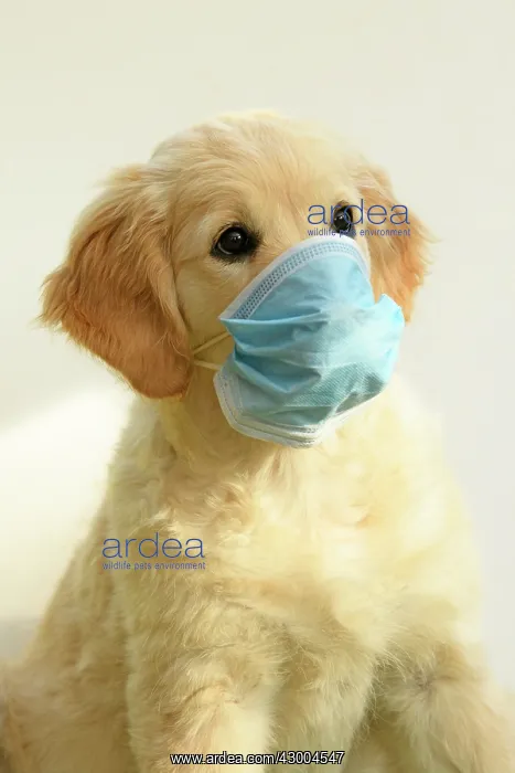 : DOG. Golden Retriever puppy ( 12 weeks old ) sitting : DOG. Golden Retriever puppy ( 12 weeks old ) sitting