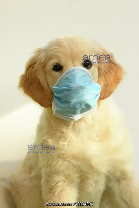 : DOG. Golden Retriever puppy ( 12 weeks old ) sitting : DOG. Golden Retriever puppy ( 12 weeks old ) sitting