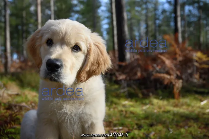 : DOG. Golden Retriever puppy ( 12 weeks old ) sitting : DOG. Golden Retriever puppy ( 12 weeks old ) sitting
