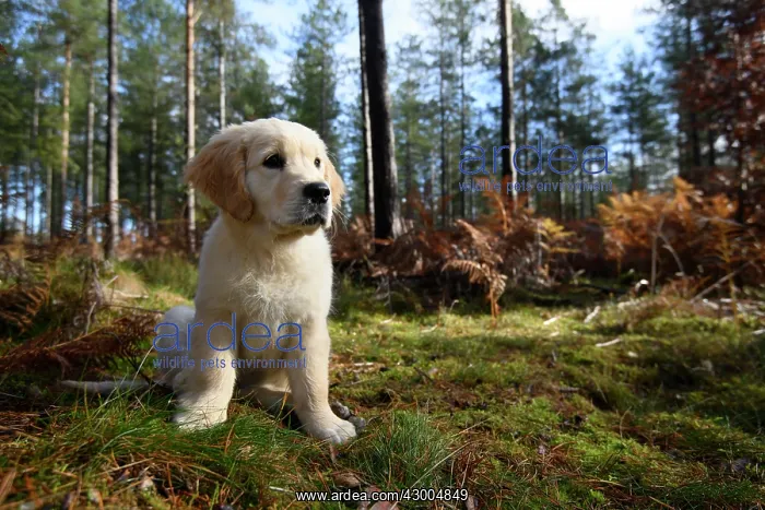 : DOG. Golden Retriever puppy ( 12 weeks old ) sitting : DOG. Golden Retriever puppy ( 12 weeks old ) sitting