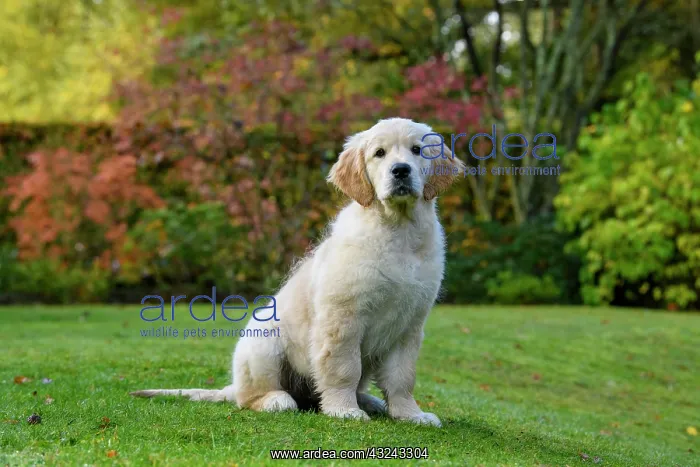 : DOG. Golden Retriever puppy ( 12 weeks old ) sitting : DOG. Golden Retriever puppy ( 12 weeks old ) sitting