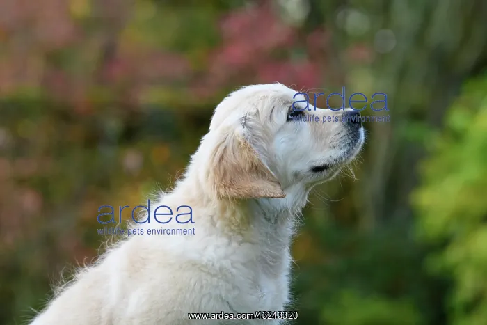 : DOG. Golden Retriever puppy ( 12 weeks old ) sitting : DOG. Golden Retriever puppy ( 12 weeks old ) sitting