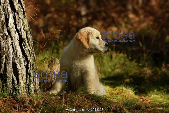 : DOG. Golden Retriever puppy ( 12 weeks old ) sitting : DOG. Golden Retriever puppy ( 12 weeks old ) sitting