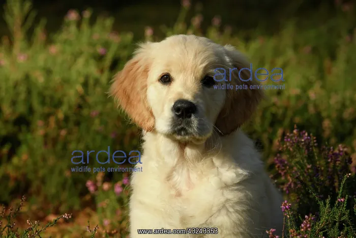 : DOG. Golden Retriever puppy ( 12 weeks old ) sitting : DOG. Golden Retriever puppy ( 12 weeks old ) sitting