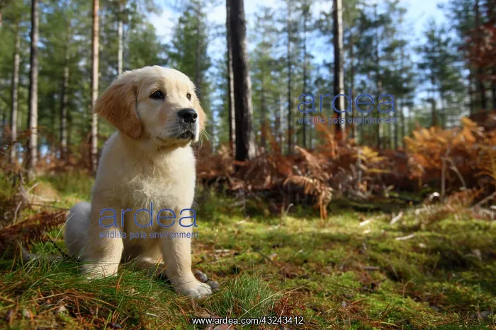 : DOG. Golden Retriever puppy ( 12 weeks old ) sitting : DOG. Golden Retriever puppy ( 12 weeks old ) sitting