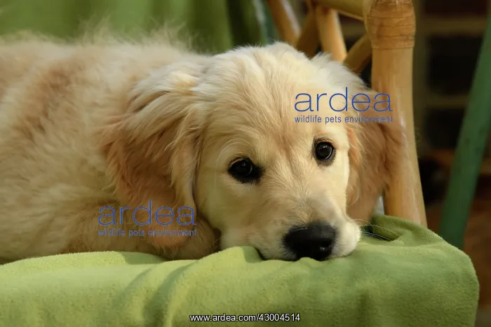 : DOG. Golden Retriever puppy ( 12 weeks old ) sleepy : DOG. Golden Retriever puppy ( 12 weeks old ) sleepy
