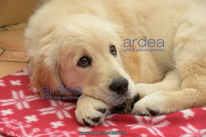 : DOG. Golden Retriever puppy ( 12 weeks old ) sleepy : DOG. Golden Retriever puppy ( 12 weeks old ) sleepy