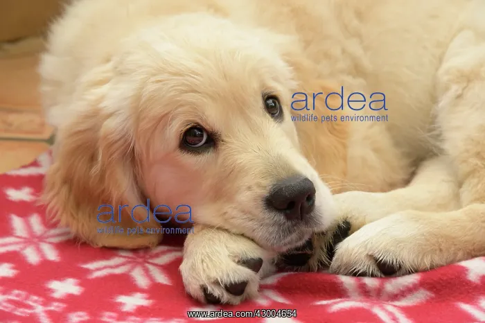 : DOG. Golden Retriever puppy ( 12 weeks old ) sleepy : DOG. Golden Retriever puppy ( 12 weeks old ) sleepy