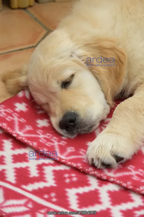 : DOG. Golden Retriever puppy ( 12 weeks old ) sleepy : DOG. Golden Retriever puppy ( 12 weeks old ) sleepy