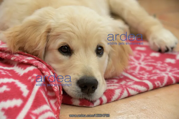 : DOG. Golden Retriever puppy ( 12 weeks old ) sleepy : DOG. Golden Retriever puppy ( 12 weeks old ) sleepy