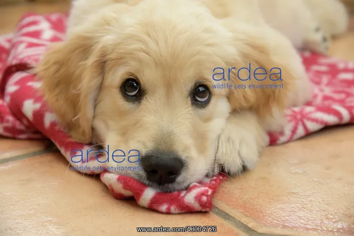 : DOG. Golden Retriever puppy ( 12 weeks old ) sleepy : DOG. Golden Retriever puppy ( 12 weeks old ) sleepy