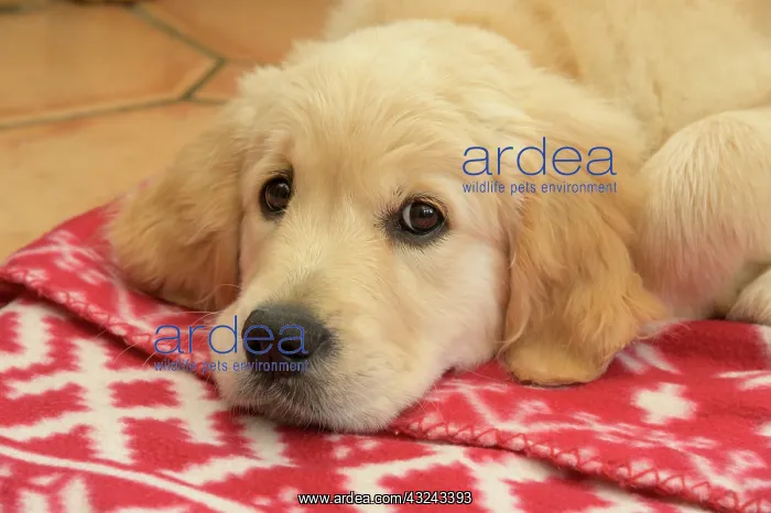 : DOG. Golden Retriever puppy ( 12 weeks old ) sleepy : DOG. Golden Retriever puppy ( 12 weeks old ) sleepy