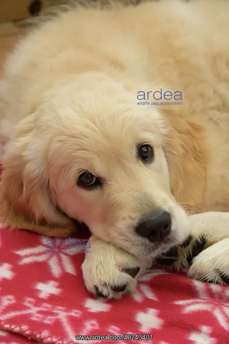 : DOG. Golden Retriever puppy ( 12 weeks old ) sleepy : DOG. Golden Retriever puppy ( 12 weeks old ) sleepy