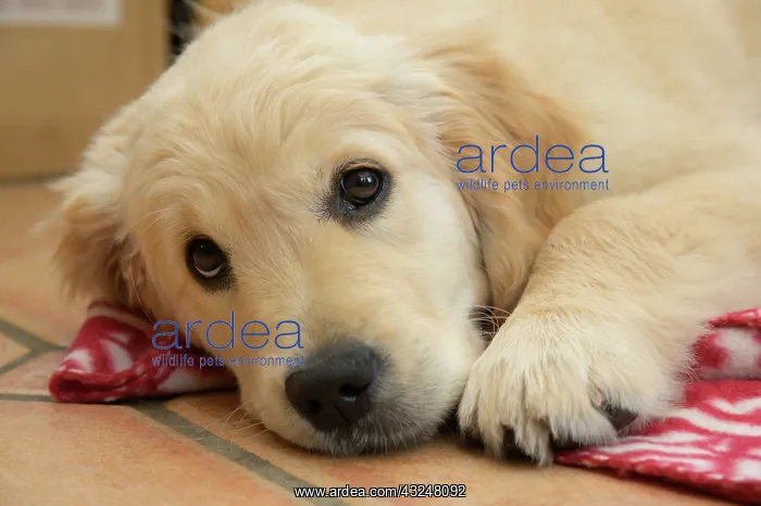 : DOG. Golden Retriever puppy ( 12 weeks old ) sleepy : DOG. Golden Retriever puppy ( 12 weeks old ) sleepy