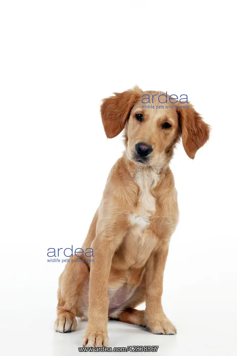 : DOG - Golden retriever puppy (13 weeks) : DOG - Golden retriever puppy (13 weeks)