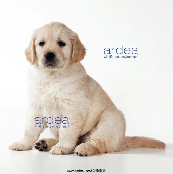 : DOG - Golden retriever puppy : DOG - Golden retriever puppy