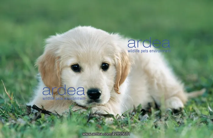  : DOG - Golden Retriever puppy