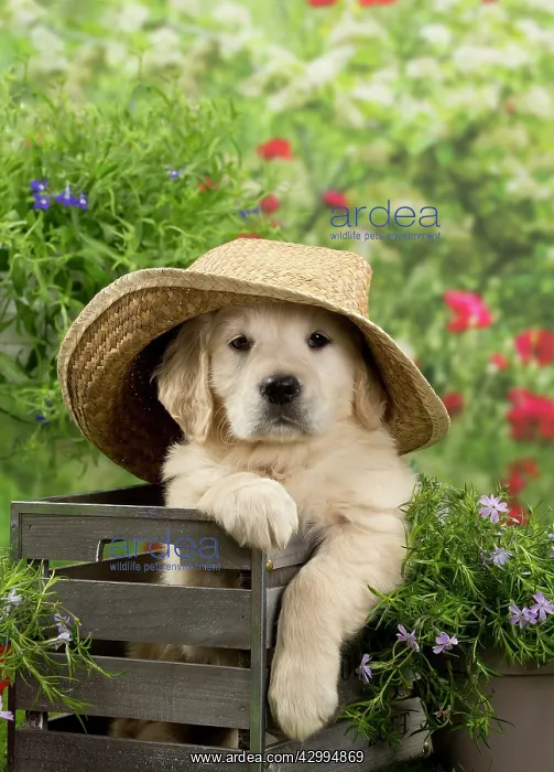 : Dog - Golden Retriever puppy : Dog - Golden Retriever puppy