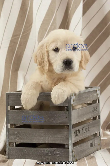 : Dog - Golden Retriever puppy : Dog - Golden Retriever puppy