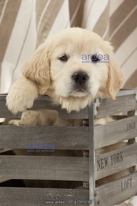 : Dog - Golden Retriever puppy : Dog - Golden Retriever puppy