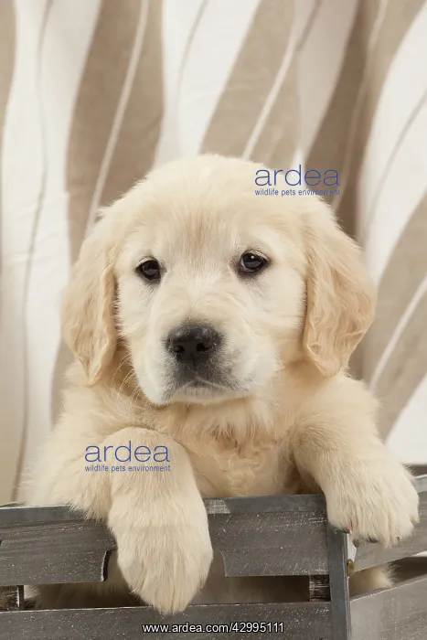  : Dog - Golden Retriever puppy