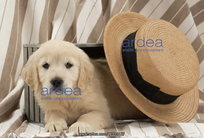 : Dog - Golden Retriever puppy : Dog - Golden Retriever puppy