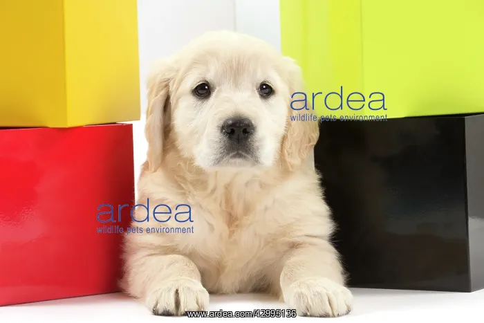  : Dog - Golden Retriever puppy