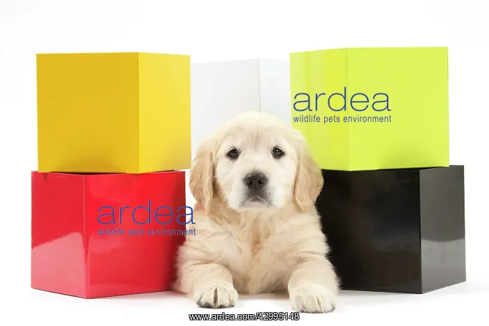 : Dog - Golden Retriever puppy