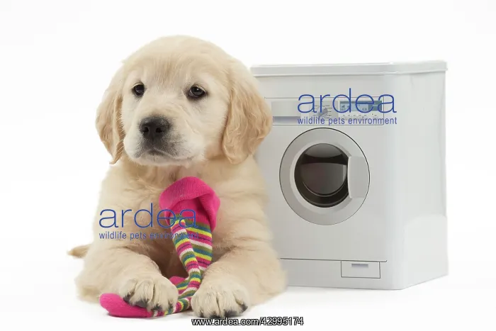 : Dog - Golden Retriever puppy : Dog - Golden Retriever puppy