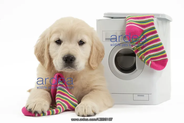 : Dog - Golden Retriever puppy : Dog - Golden Retriever puppy