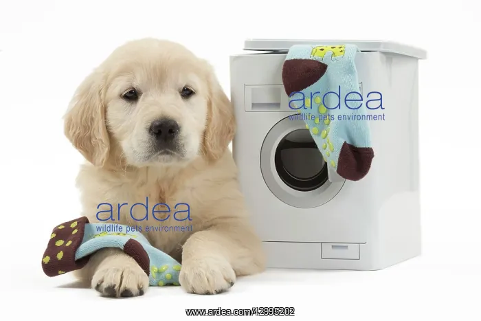  : Dog - Golden Retriever puppy