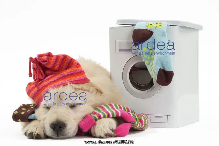 : Dog - Golden Retriever puppy : Dog - Golden Retriever puppy