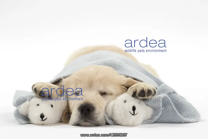 : Dog - Golden Retriever puppy : Dog - Golden Retriever puppy