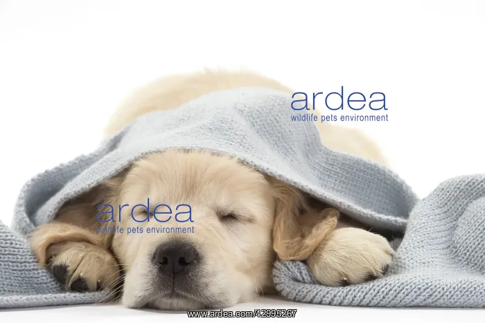 : Dog - Golden Retriever puppy : Dog - Golden Retriever puppy
