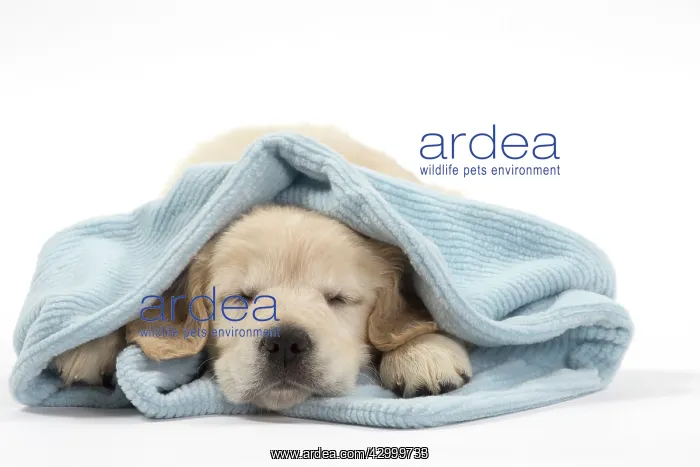  : Dog - Golden Retriever puppy