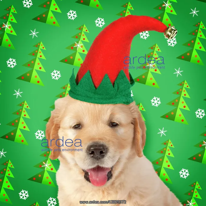 : DOG - Golden Retriever puppy : DOG - Golden Retriever puppy
