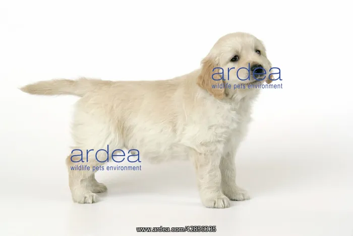 : Dog. Golden Retriever puppy (6 weeks) : Dog. Golden Retriever puppy (6 weeks)