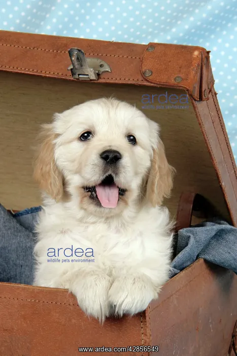 : Dog. Golden Retriever puppy (6 weeks) in brown : Dog. Golden Retriever puppy (6 weeks) in brown
