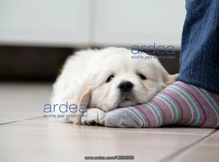 : Dog. Golden Retriever puppy (6 weeks) dozing on : Dog. Golden Retriever puppy (6 weeks) dozing on