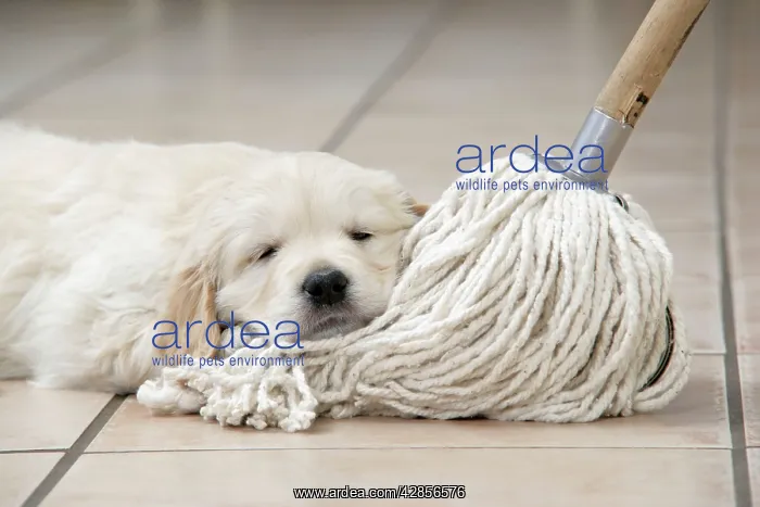 : Dog. Golden Retriever puppy (6 weeks) laying head : Dog. Golden Retriever puppy (6 weeks) laying head