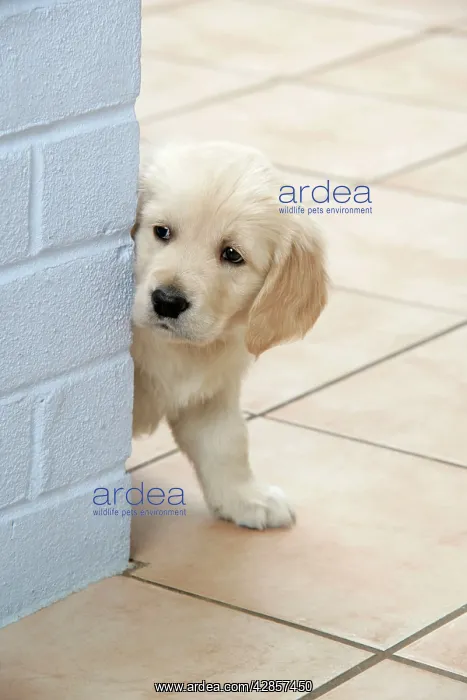 : Dog. Golden Retriever puppy (6 weeks) looking around : Dog. Golden Retriever puppy (6 weeks) looking around