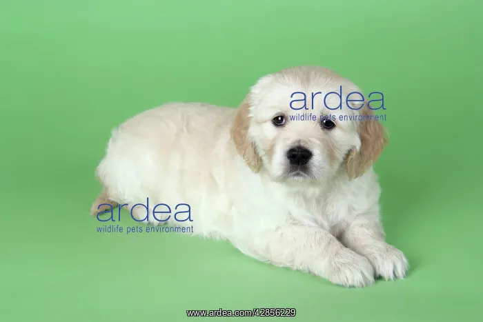 : Dog. Golden Retriever puppy (6 weeks) lying down : Dog. Golden Retriever puppy (6 weeks) lying down