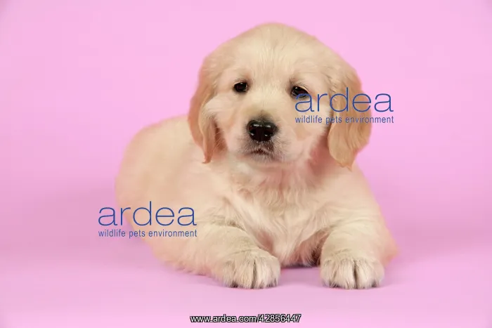: Dog. Golden Retriever puppy (6 weeks) lying down : Dog. Golden Retriever puppy (6 weeks) lying down