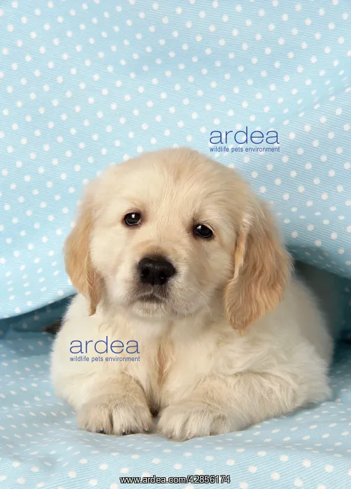 : Dog. Golden Retriever puppy (6 weeks) lying under blanket : Dog. Golden Retriever puppy (6 weeks) lying under blanket